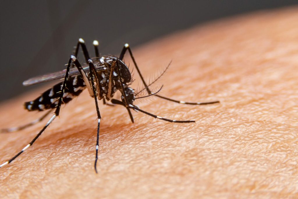 Dengue hemorrágica x Dengue clássica: as diferenças e as semelhanças